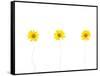 Press Yellow Mum Flowers-Koollapan-Framed Stretched Canvas