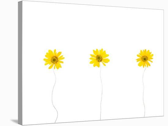 Press Yellow Mum Flowers-Koollapan-Stretched Canvas