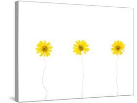 Press Yellow Mum Flowers-Koollapan-Stretched Canvas