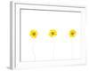 Press Yellow Mum Flowers-Koollapan-Framed Art Print