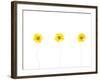 Press Yellow Mum Flowers-Koollapan-Framed Art Print