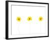 Press Yellow Mum Flowers-Koollapan-Framed Art Print