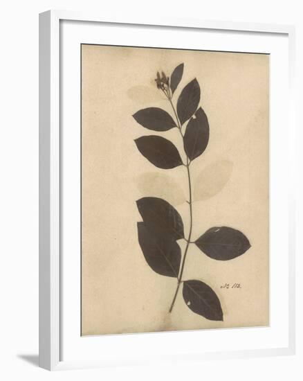 Pressed Botanical I-Kimberly Poloson-Framed Art Print