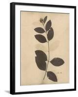 Pressed Botanical I-Kimberly Poloson-Framed Art Print