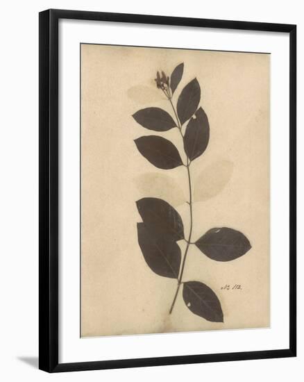 Pressed Botanical I-Kimberly Poloson-Framed Art Print