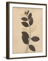 Pressed Botanical I-Kimberly Poloson-Framed Art Print