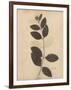 Pressed Botanical I-Kimberly Poloson-Framed Art Print