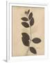 Pressed Botanical I-Kimberly Poloson-Framed Art Print