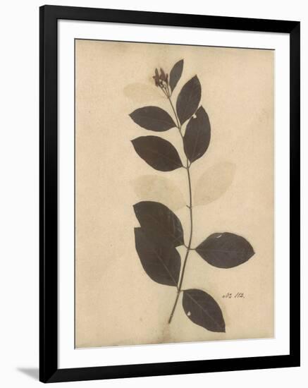 Pressed Botanical I-Kimberly Poloson-Framed Art Print