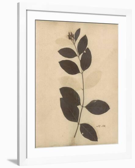 Pressed Botanical I-Kimberly Poloson-Framed Art Print