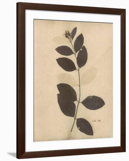 Pressed Botanical I-Kimberly Poloson-Framed Art Print