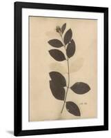 Pressed Botanical I-Kimberly Poloson-Framed Art Print