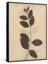 Pressed Botanical I-Kimberly Poloson-Framed Stretched Canvas