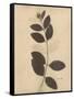 Pressed Botanical I-Kimberly Poloson-Framed Stretched Canvas