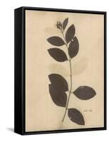 Pressed Botanical I-Kimberly Poloson-Framed Stretched Canvas