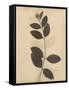 Pressed Botanical I-Kimberly Poloson-Framed Stretched Canvas