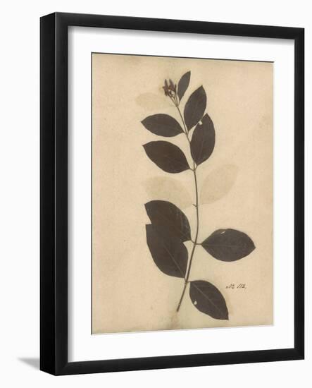 Pressed Botanical I-Kimberly Poloson-Framed Art Print
