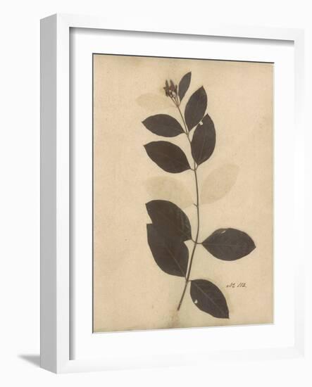 Pressed Botanical I-Kimberly Poloson-Framed Art Print