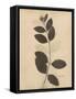 Pressed Botanical I-Kimberly Poloson-Framed Stretched Canvas