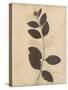 Pressed Botanical I-Kimberly Poloson-Stretched Canvas