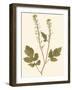 Pressed Botanical I-Vision Studio-Framed Art Print