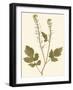 Pressed Botanical I-Vision Studio-Framed Art Print