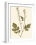 Pressed Botanical I-Vision Studio-Framed Art Print