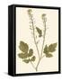 Pressed Botanical I-Vision Studio-Framed Stretched Canvas