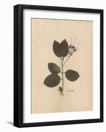 Pressed Botanical II-Kimberly Poloson-Framed Art Print