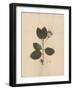 Pressed Botanical II-Kimberly Poloson-Framed Art Print
