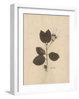 Pressed Botanical II-Kimberly Poloson-Framed Art Print