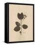 Pressed Botanical II-Kimberly Poloson-Framed Stretched Canvas