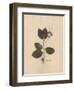 Pressed Botanical II-Kimberly Poloson-Framed Art Print