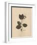 Pressed Botanical II-Kimberly Poloson-Framed Art Print