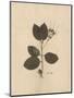 Pressed Botanical II-Kimberly Poloson-Mounted Art Print