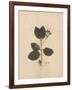 Pressed Botanical II-Kimberly Poloson-Framed Art Print