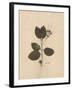 Pressed Botanical II-Kimberly Poloson-Framed Art Print