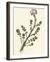 Pressed Botanical II-Vision Studio-Framed Art Print