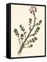 Pressed Botanical II-Vision Studio-Framed Stretched Canvas