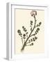 Pressed Botanical II-Vision Studio-Framed Art Print