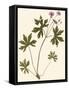 Pressed Botanical III-Vision Studio-Framed Stretched Canvas