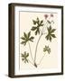 Pressed Botanical III-Vision Studio-Framed Art Print