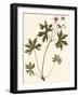 Pressed Botanical III-Vision Studio-Framed Art Print