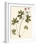 Pressed Botanical III-Vision Studio-Framed Art Print