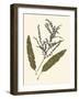 Pressed Botanical IV-Vision Studio-Framed Art Print