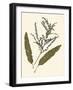 Pressed Botanical IV-Vision Studio-Framed Art Print