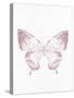 Pressed Butterfly 1-Kimberly Allen-Stretched Canvas