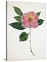 Pressed Camellia I-Annie Warren-Stretched Canvas
