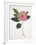 Pressed Camellia I-Annie Warren-Framed Art Print