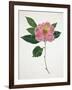 Pressed Camellia I-Annie Warren-Framed Art Print